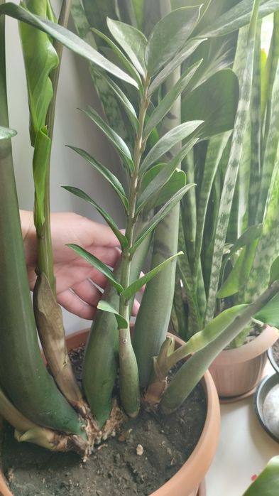 Продам большой замиакулькос