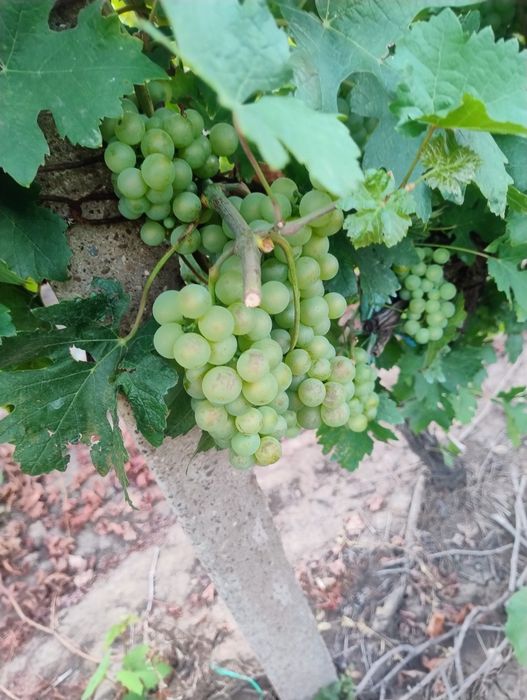 Struguri de vin  albi și rosii