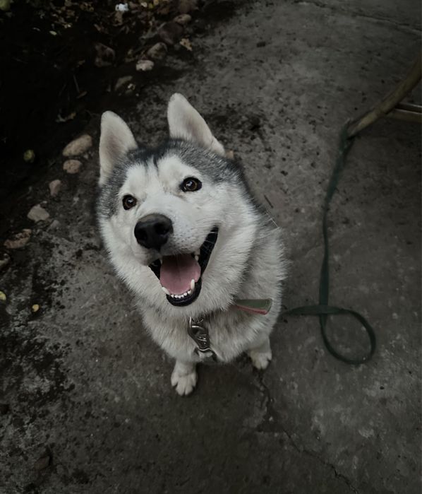 Продам хаски, мальчик