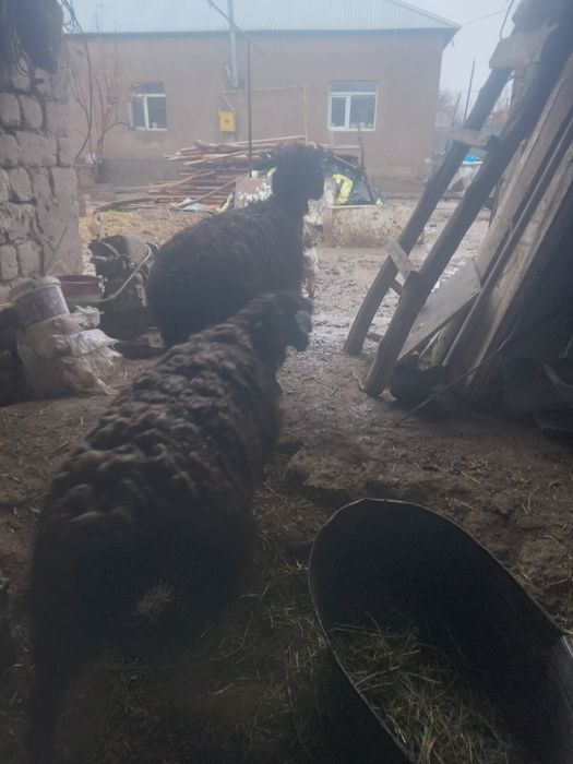 Буаз саулықтар бар келісімді 80мыңнан