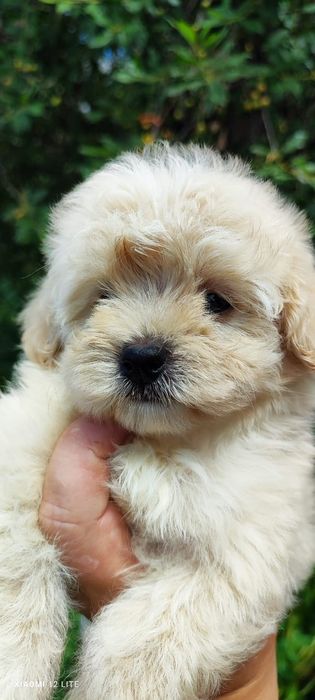 Малейшие Мальтипушки