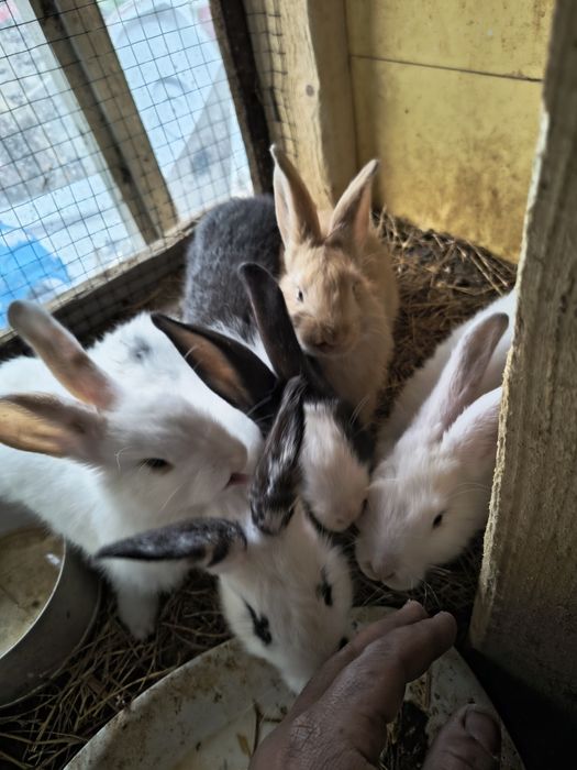 домашни заици за колене или разплод