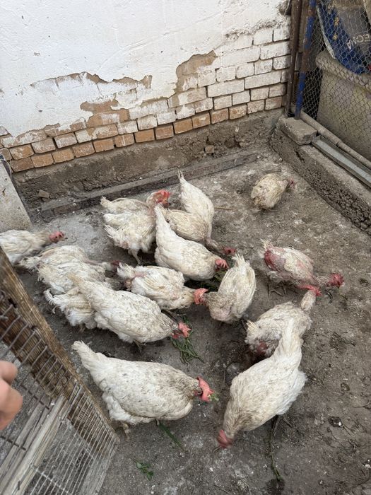 Продам   курицу.