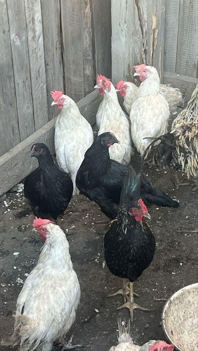 Продаются куры домашние