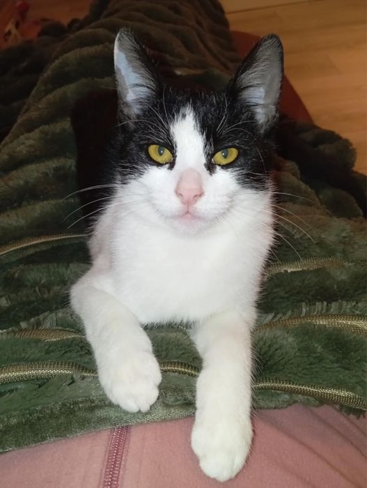 Pisicuta superba cauta famiie