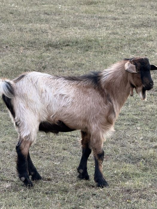 Vand tap alpin si iada boer