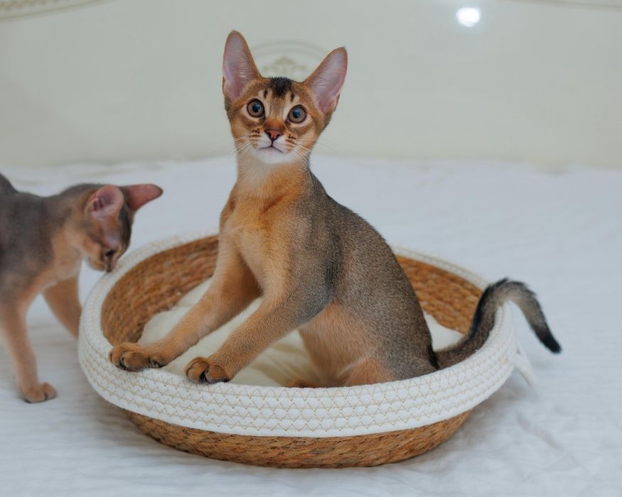 Абиссинский котенок