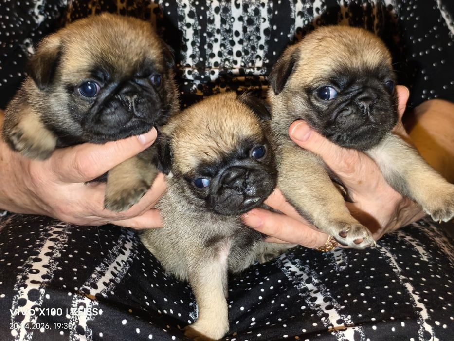 Очаровательные щенки мопса.