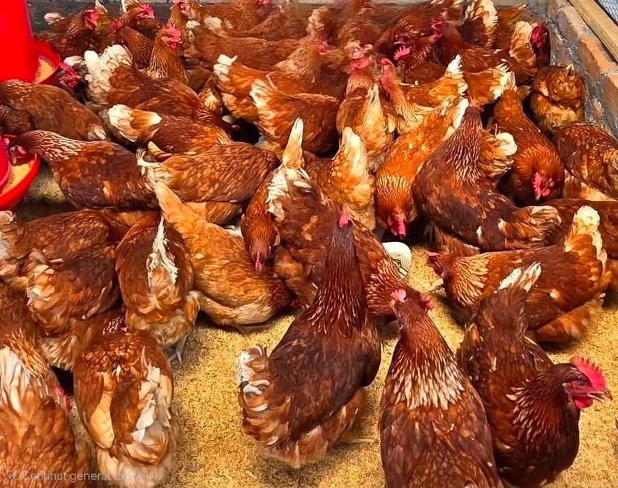 Găini outoare cu livrare gratuita la domiciliul clientului