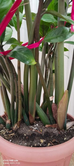 Продам комнатные цветы.