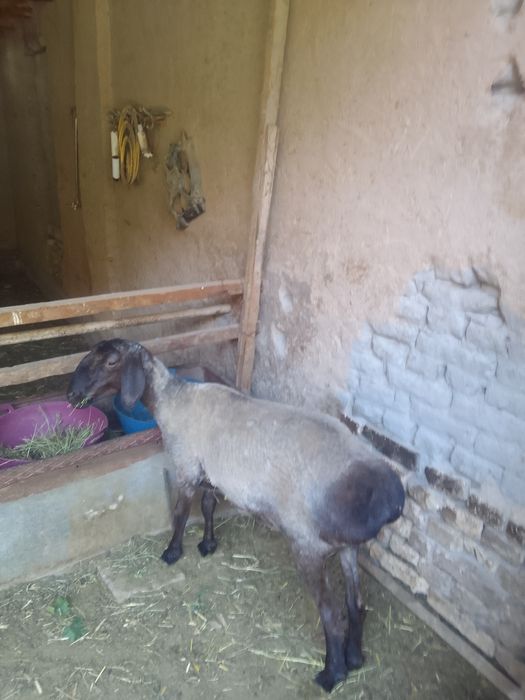 Куй  сотилади уткан йилги