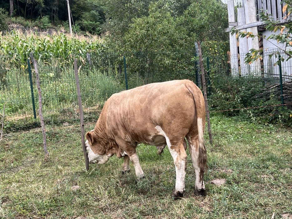 De vanzare  taur de montă mai multe detali la nr de telefon 0751208474