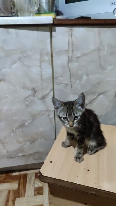 Отдам котят в добрые руки