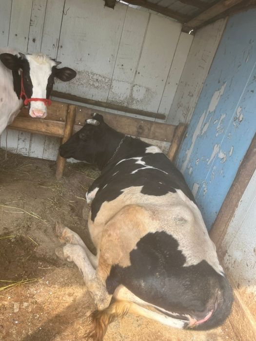 Vând vaca.    .         .