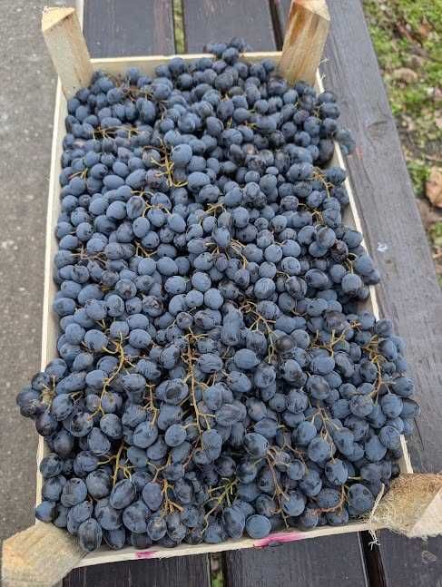 Vand struguri Moldova De Masa