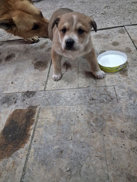 Щенки в добрые руки