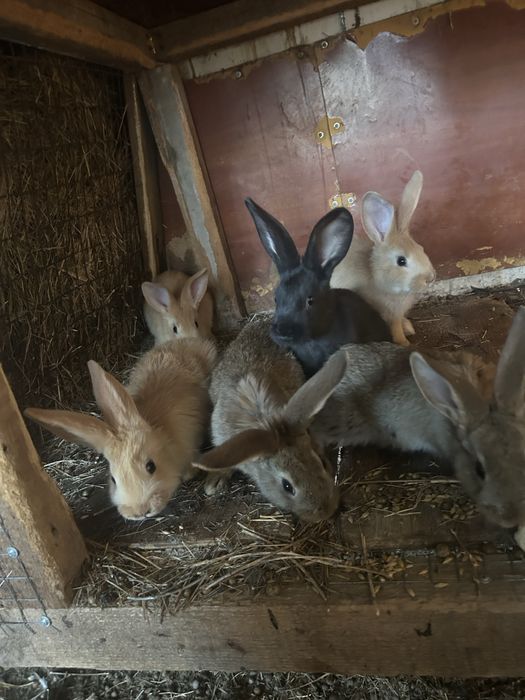 Продам кроликов разных возрастов