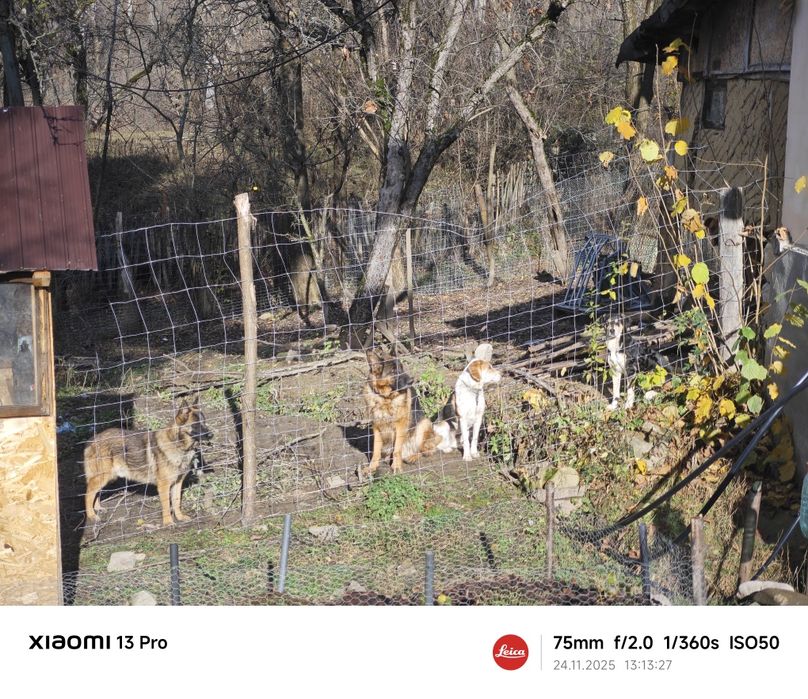 Donez câine lup, metis Malinois și Ciobesc German