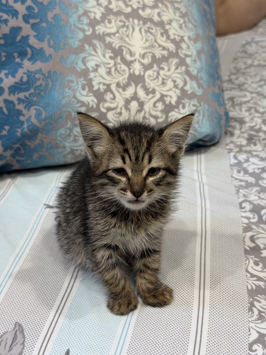 Отдам котенка в добрые руки