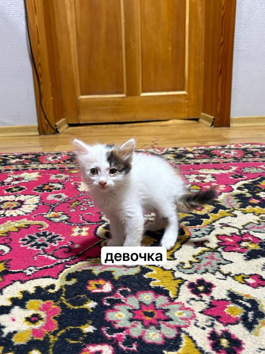 котята, в добрые руки