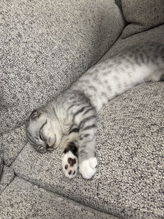 Скотиш фолд,вислоухий