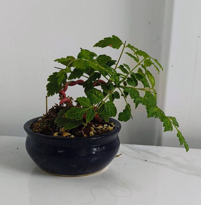 Bonsai bonSai BO