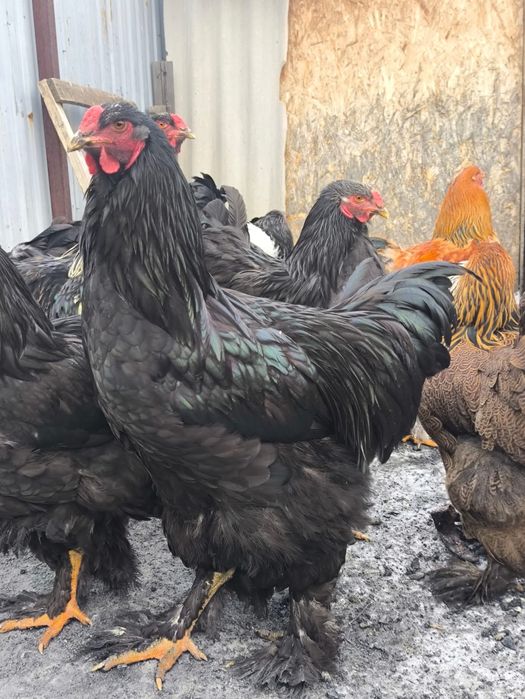 Продам Петухов Брама