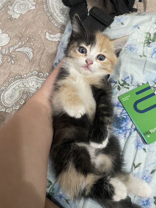 Отдам котят даром