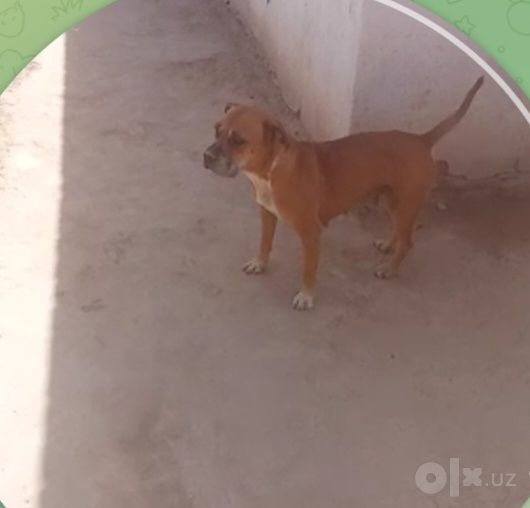 Pitbul urg'ochi odamga ishi yo