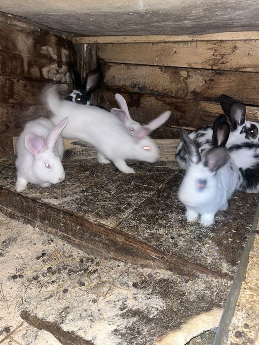 Продавам зайци кръстоска