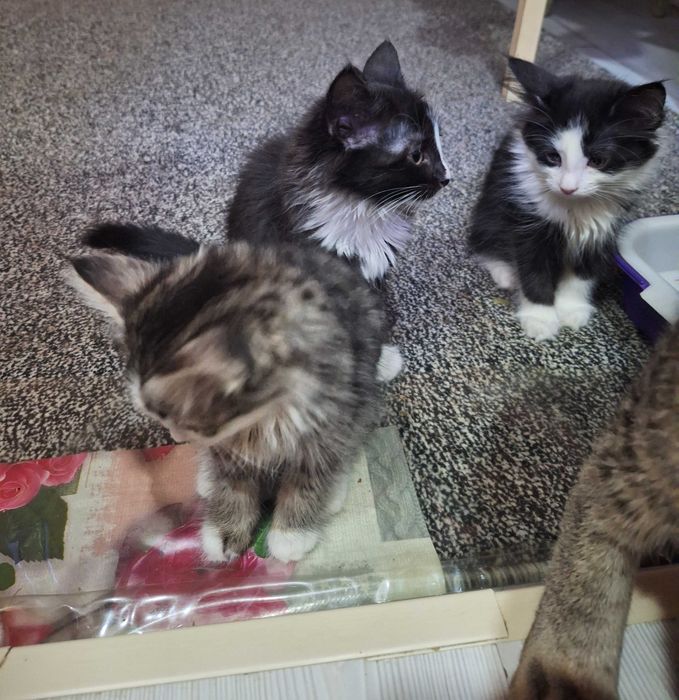 Породистые котята