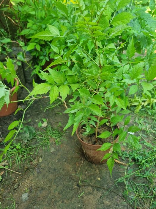 Plante luleaua turcului roșie ( trompeta)
