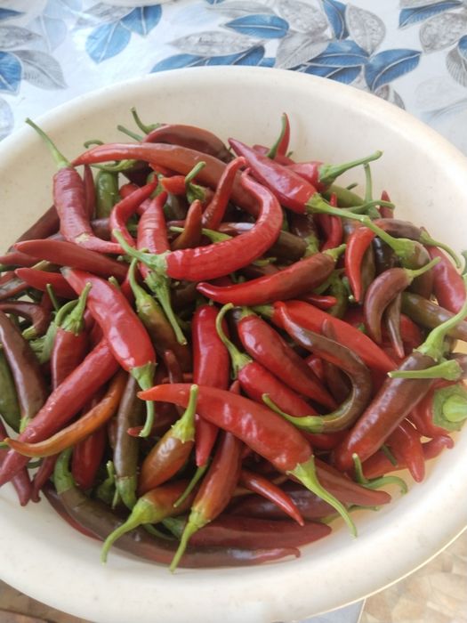 Продам перец горький