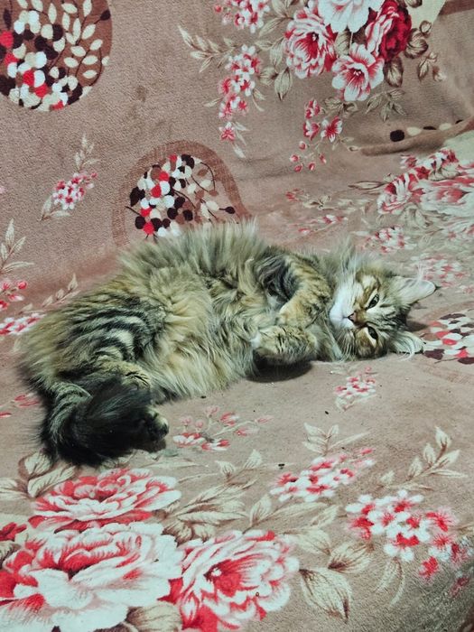 Отдам в хорошие руки