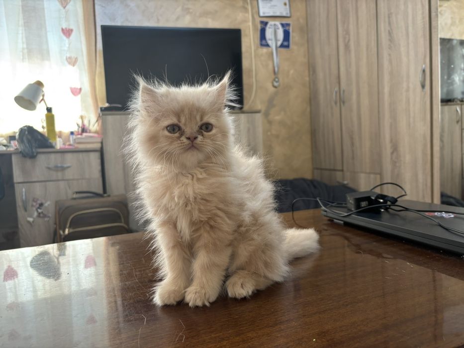 Персийски котета