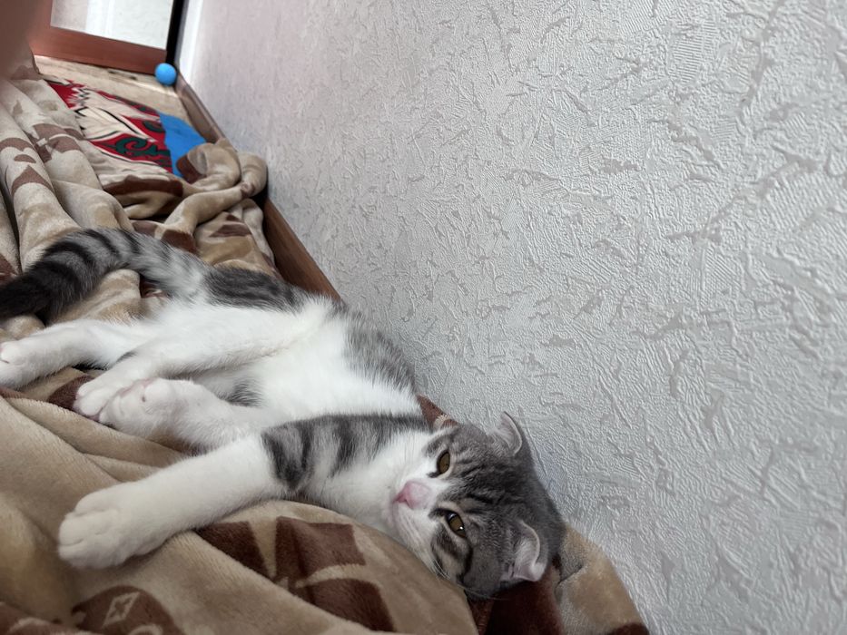 Шотландский кот.