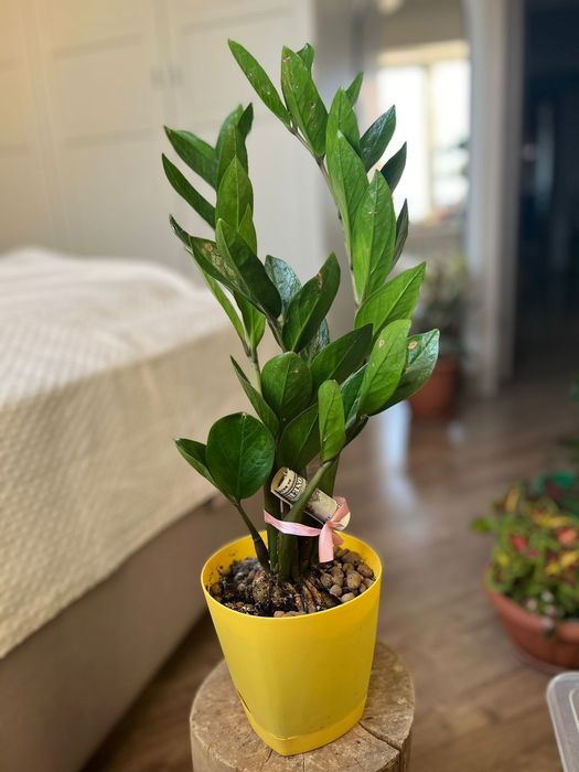 Комнатные цветы _