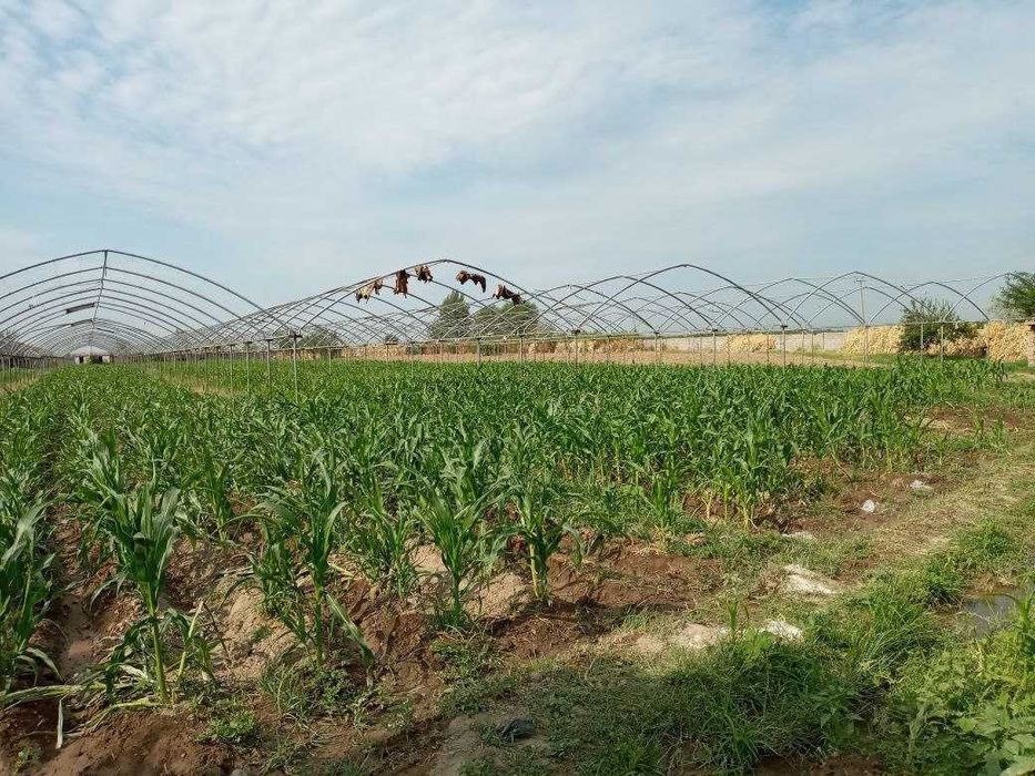 Теплица 2 гектара в Бектемирском районе: 550 000 у.е. - Продажа Ташкент ...