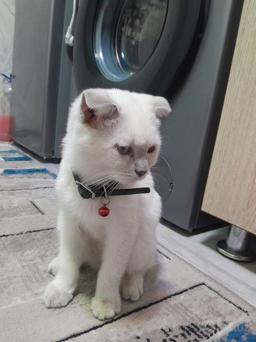 Скоттиш фолд сотилади
