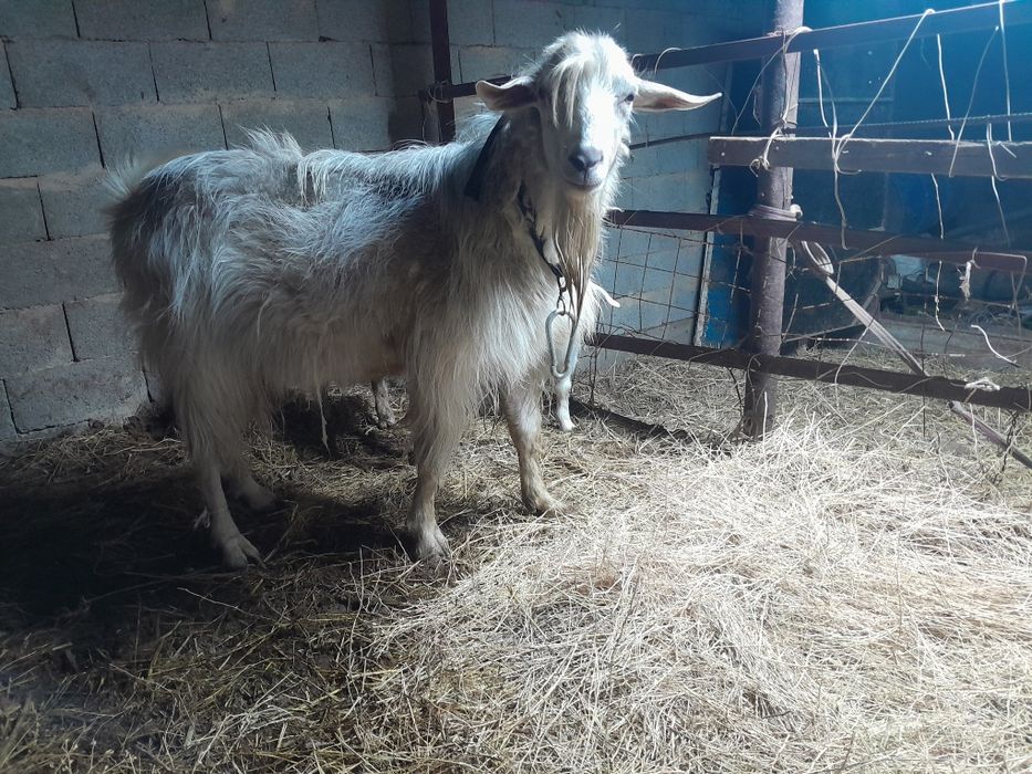 Теке Теке еркек теке