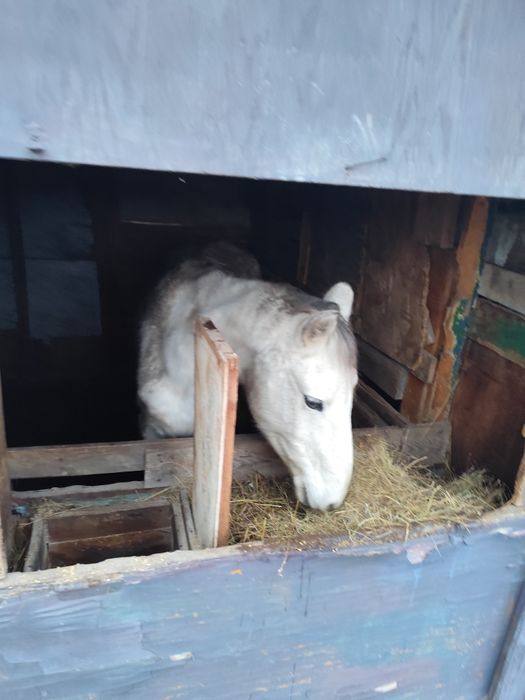 Бие  лошадь недорого