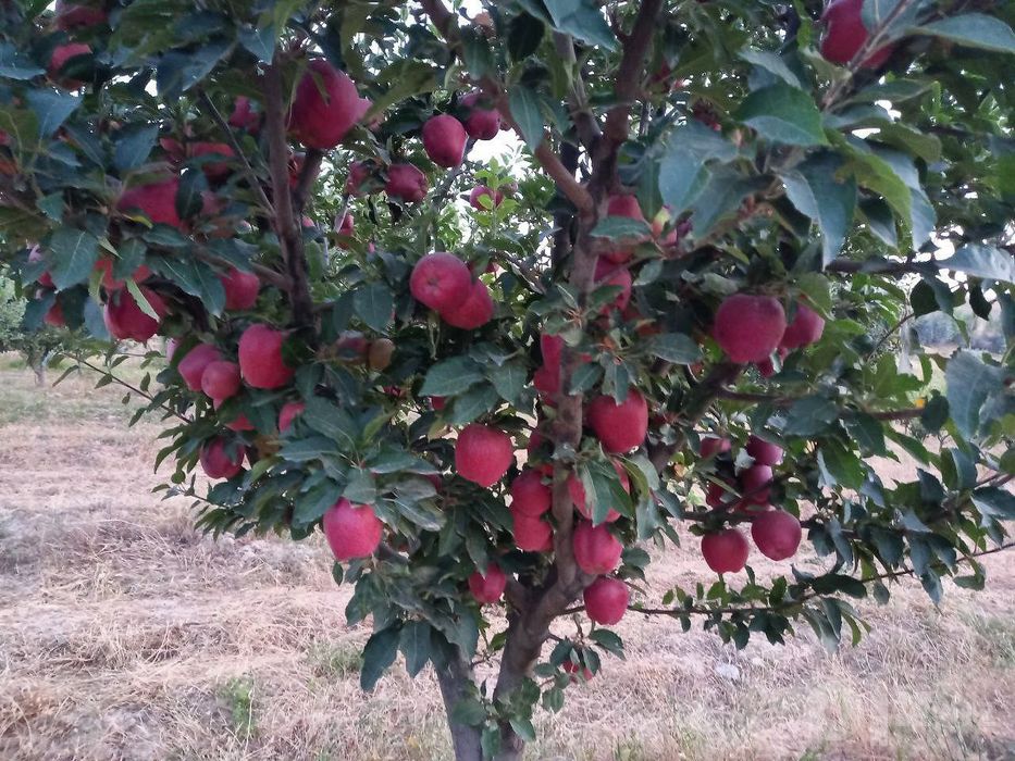 Kuchatlar meva agro