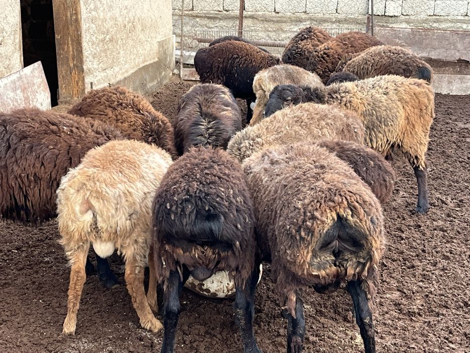 Семиз кошкарлар сатылады