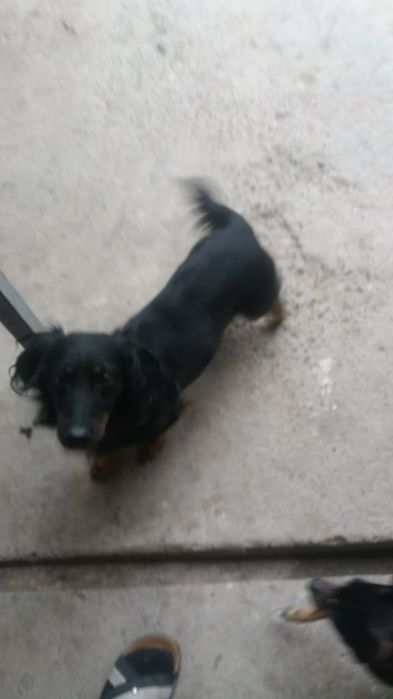 2 робочие таксы охотники