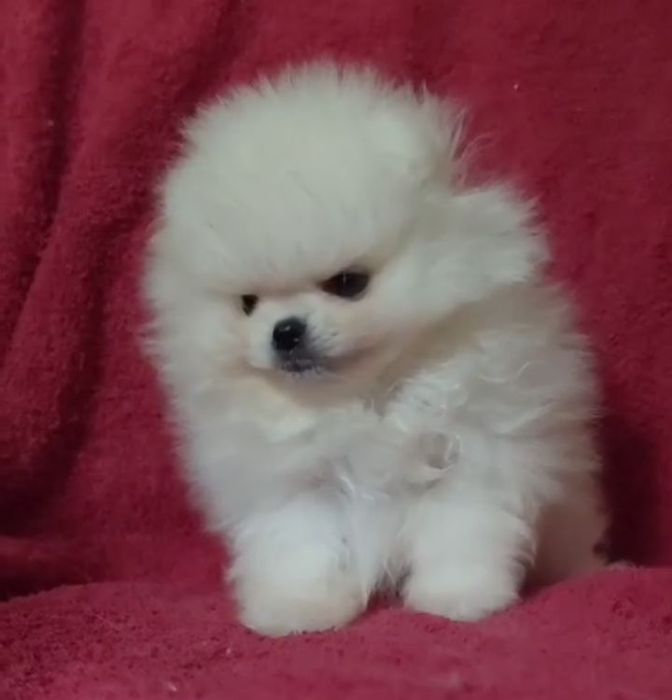 Щенки шпица мини