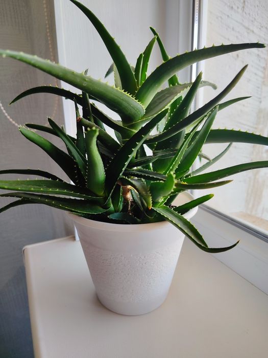 Алоэ сатылады  25см