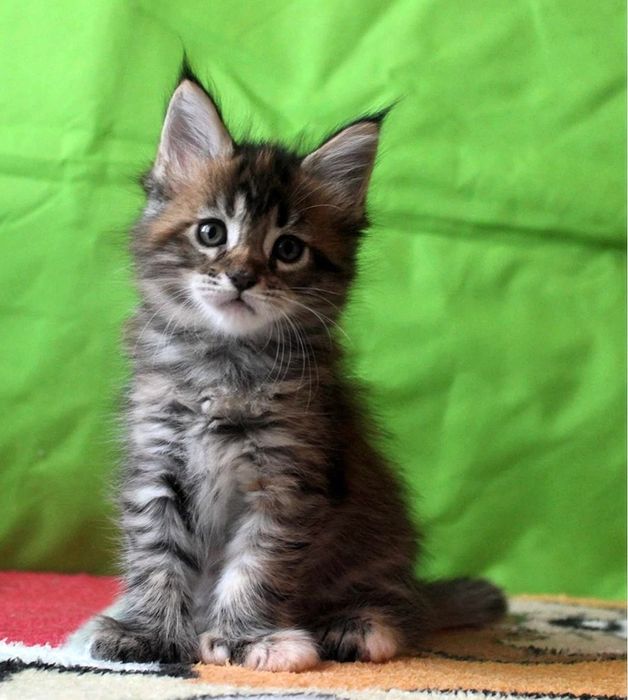 Котята мейкуны мальчики  1.5 мес к лотку приучены, ласковые