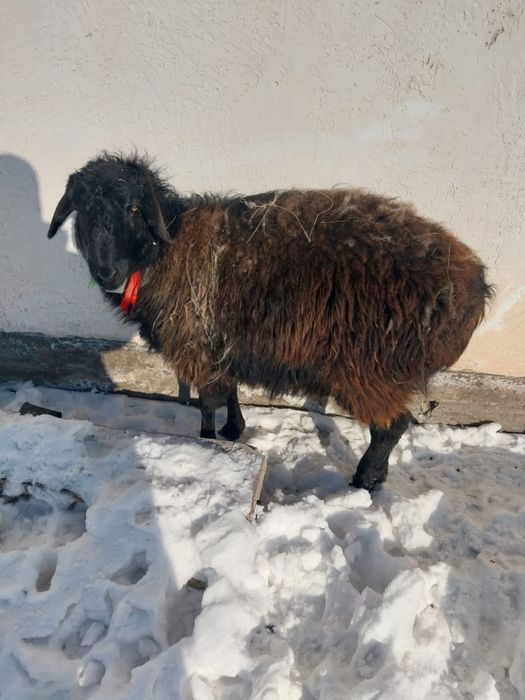 Қой сатылат баран