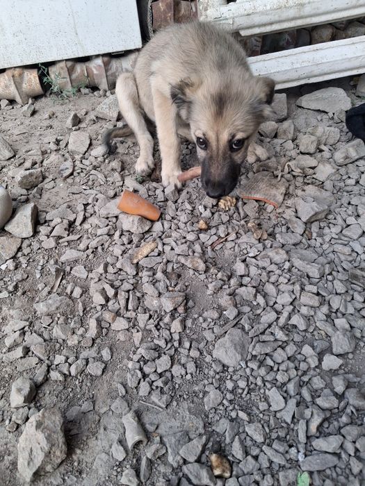 Щенок в добрые руки