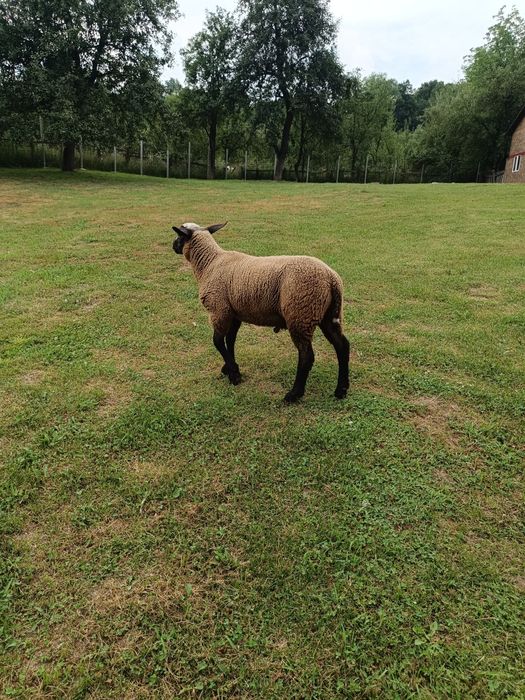 Vând 2 berbecuți de carne
